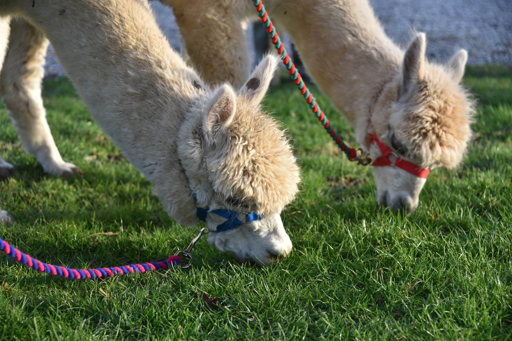 Alapaca Cottage Suffolk