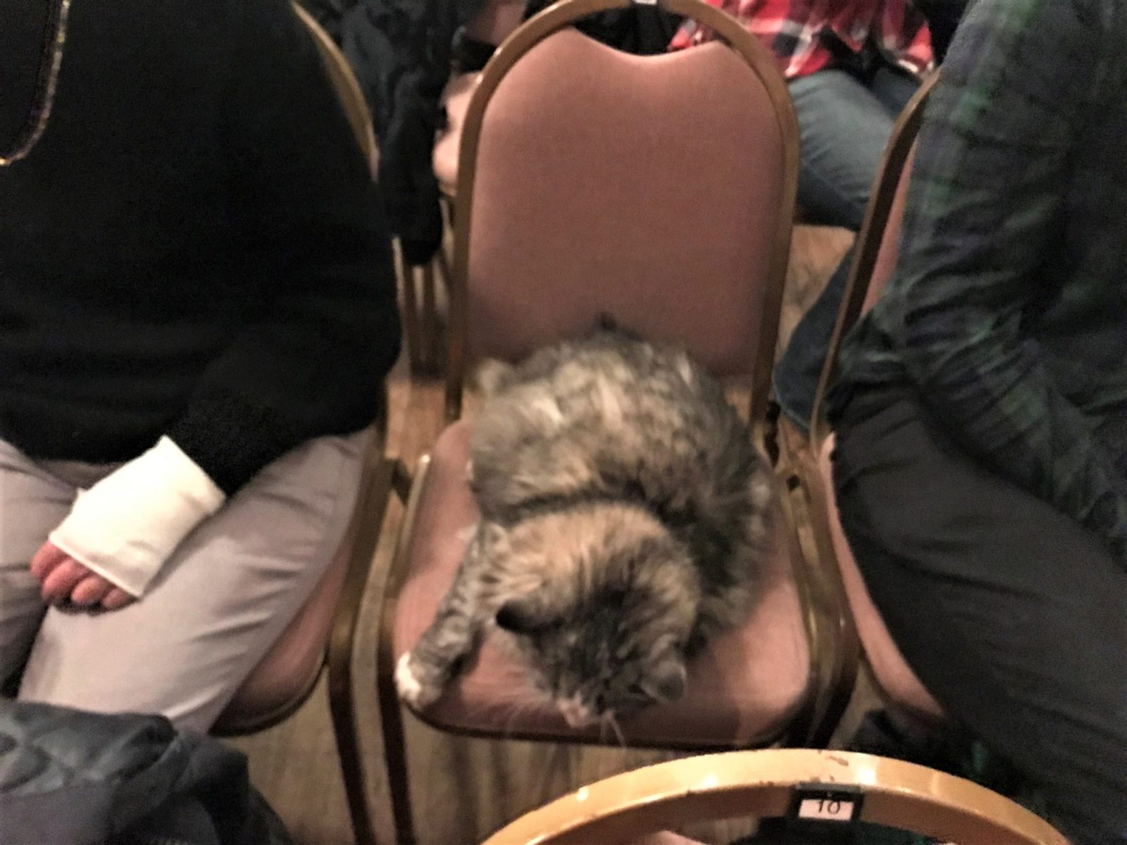 Southwold Arts Centre Cat Socks