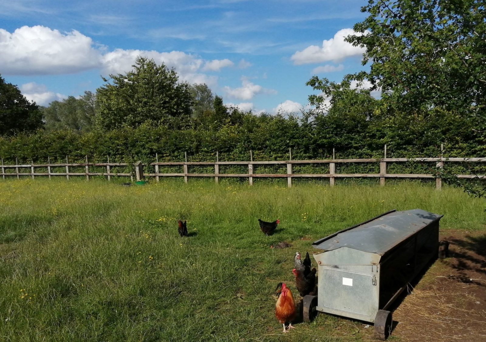 Chickens Wassicks Cottage