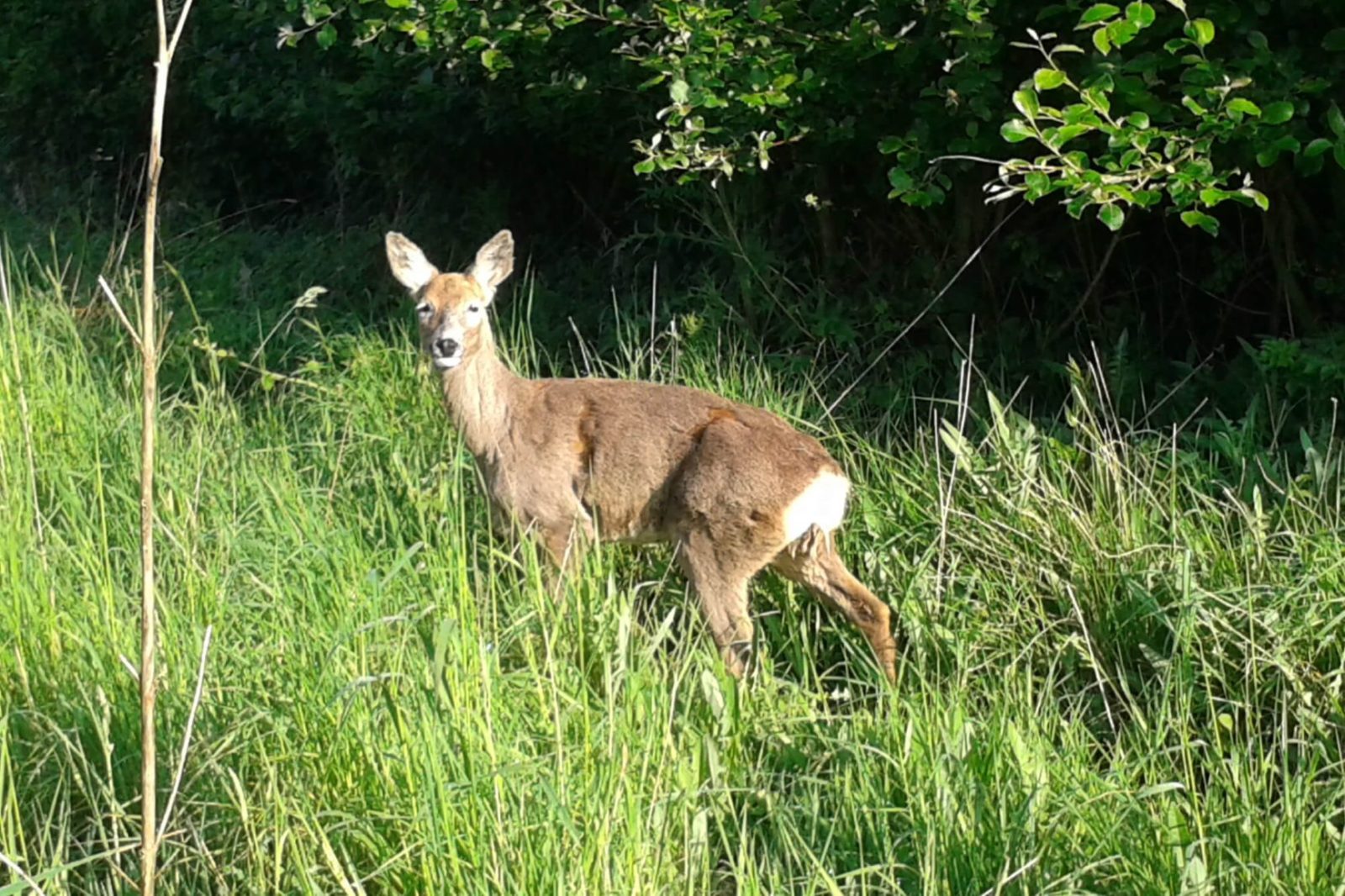 Deer from The Granary