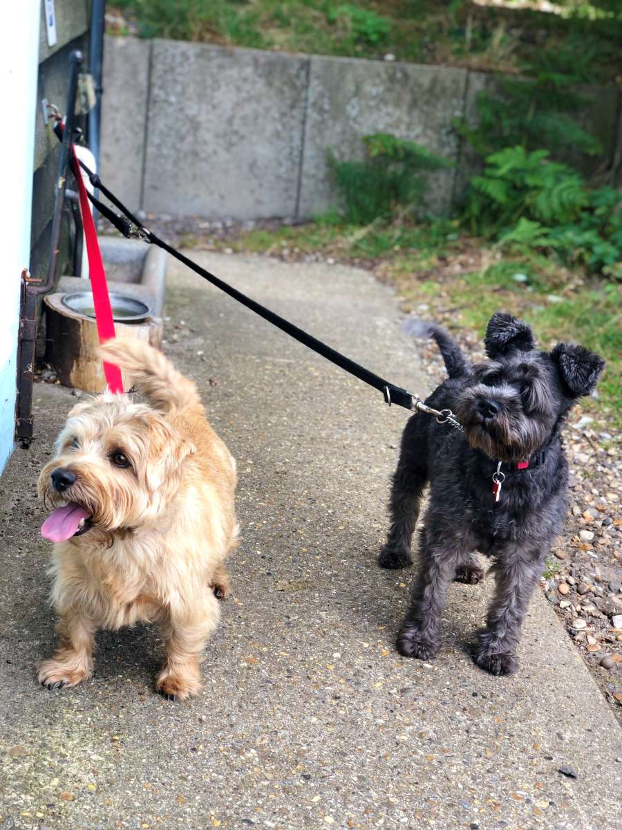 Dogs and Dunwich Heath