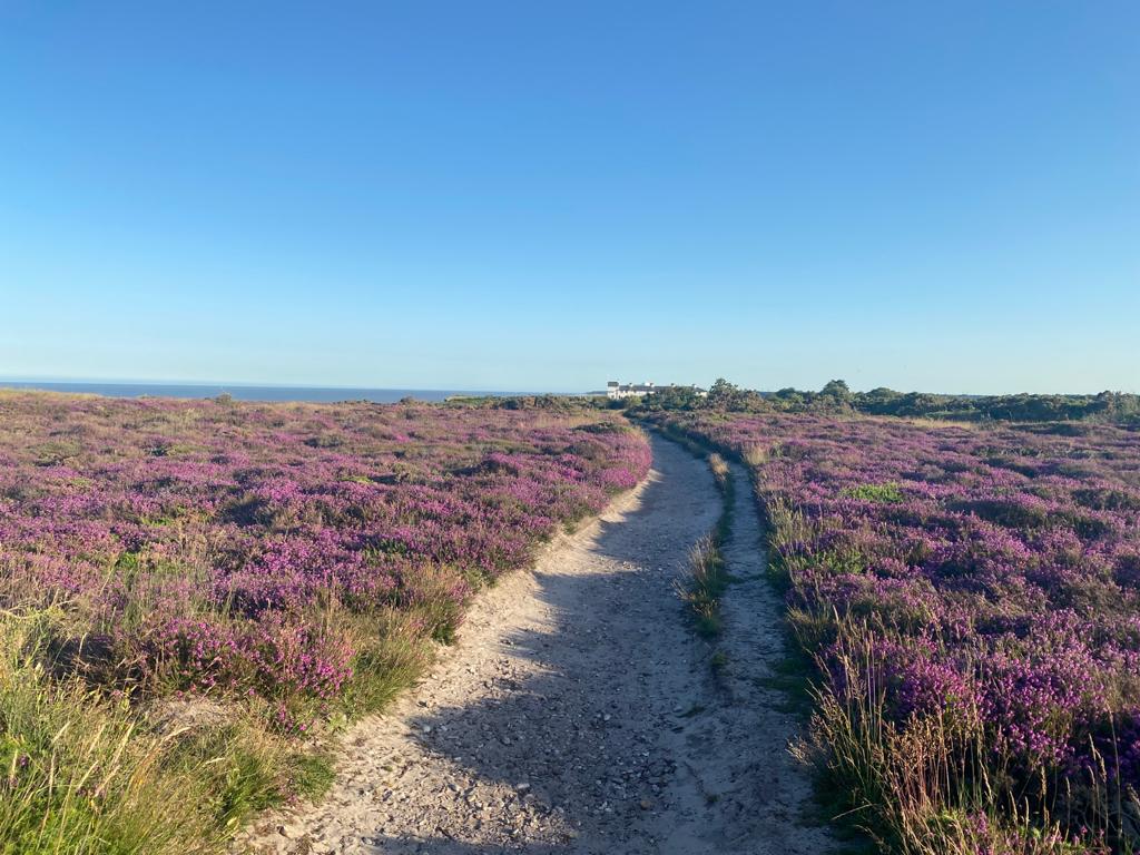 Dunwich Heath Purple