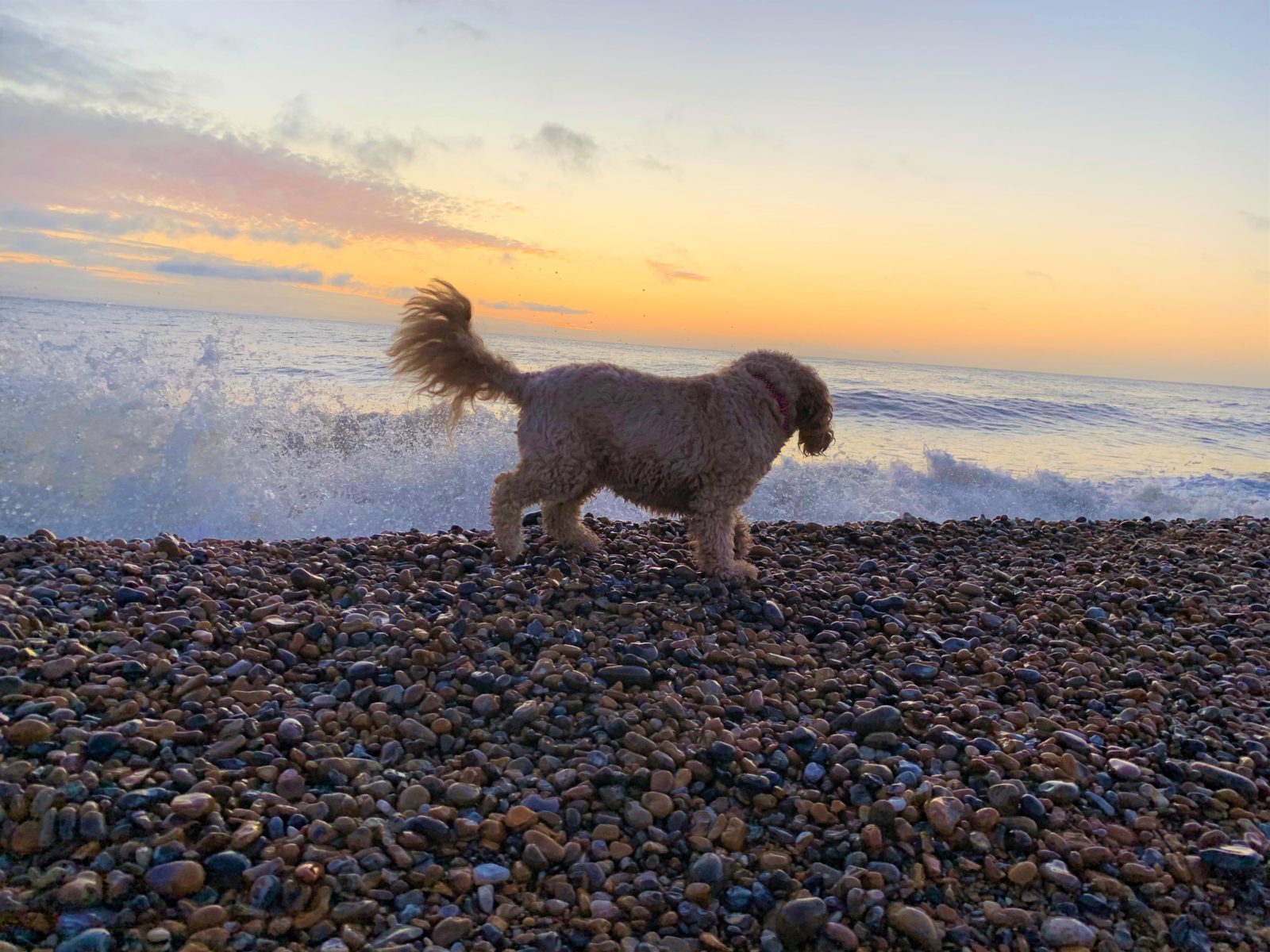 Dog Aldeburgh Beach 6 Coastguards