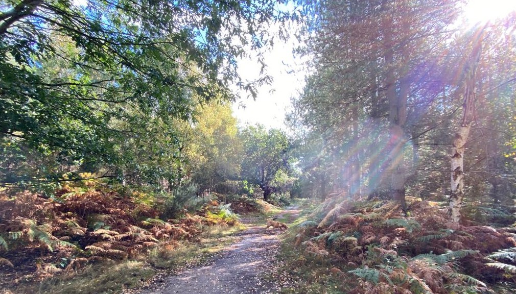 October Half Term 2020