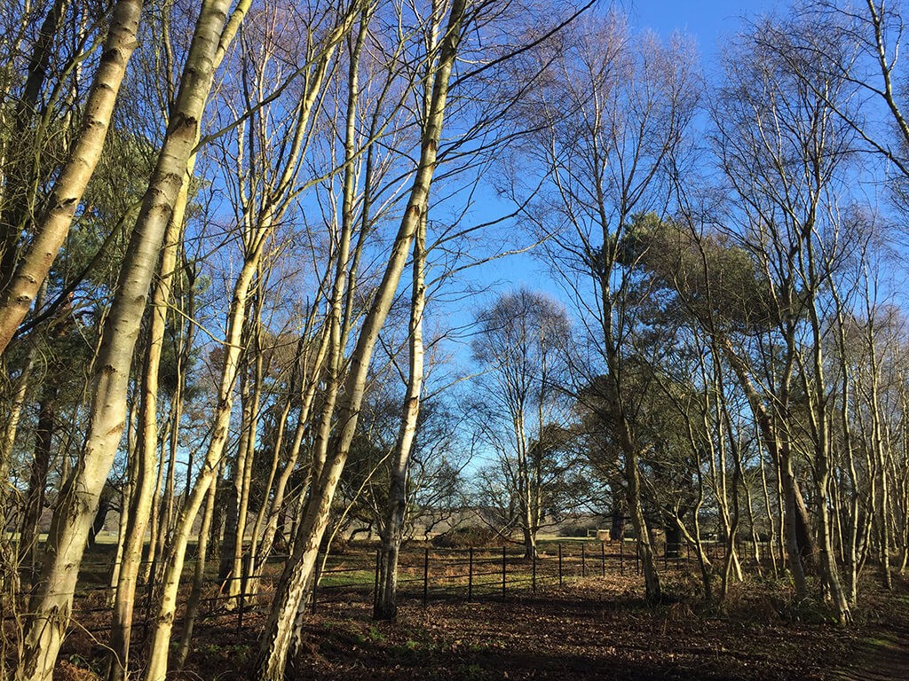 Aldeburgh to Snape: The Sailors' Path