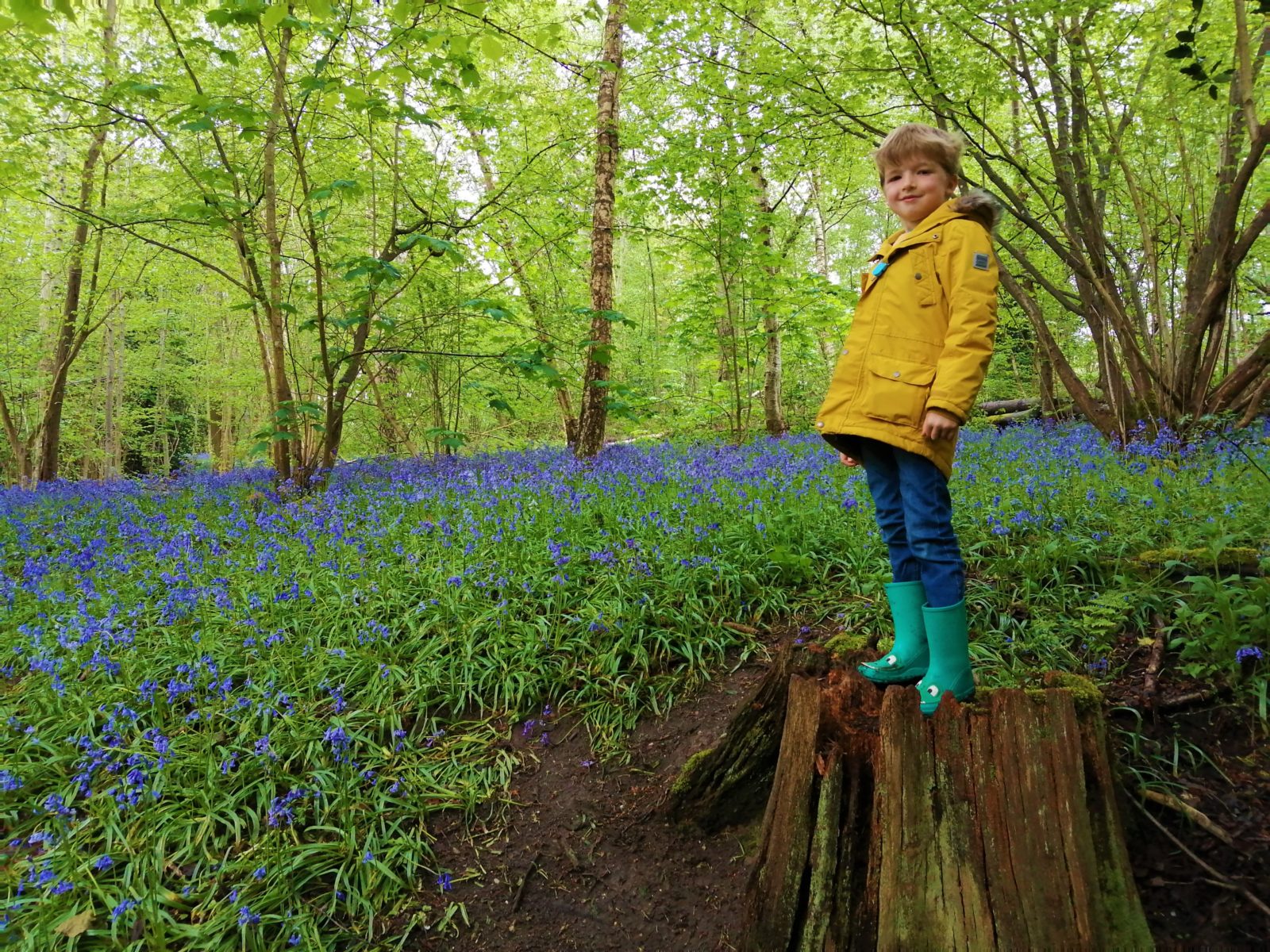 Bluebell Wood Lavenham