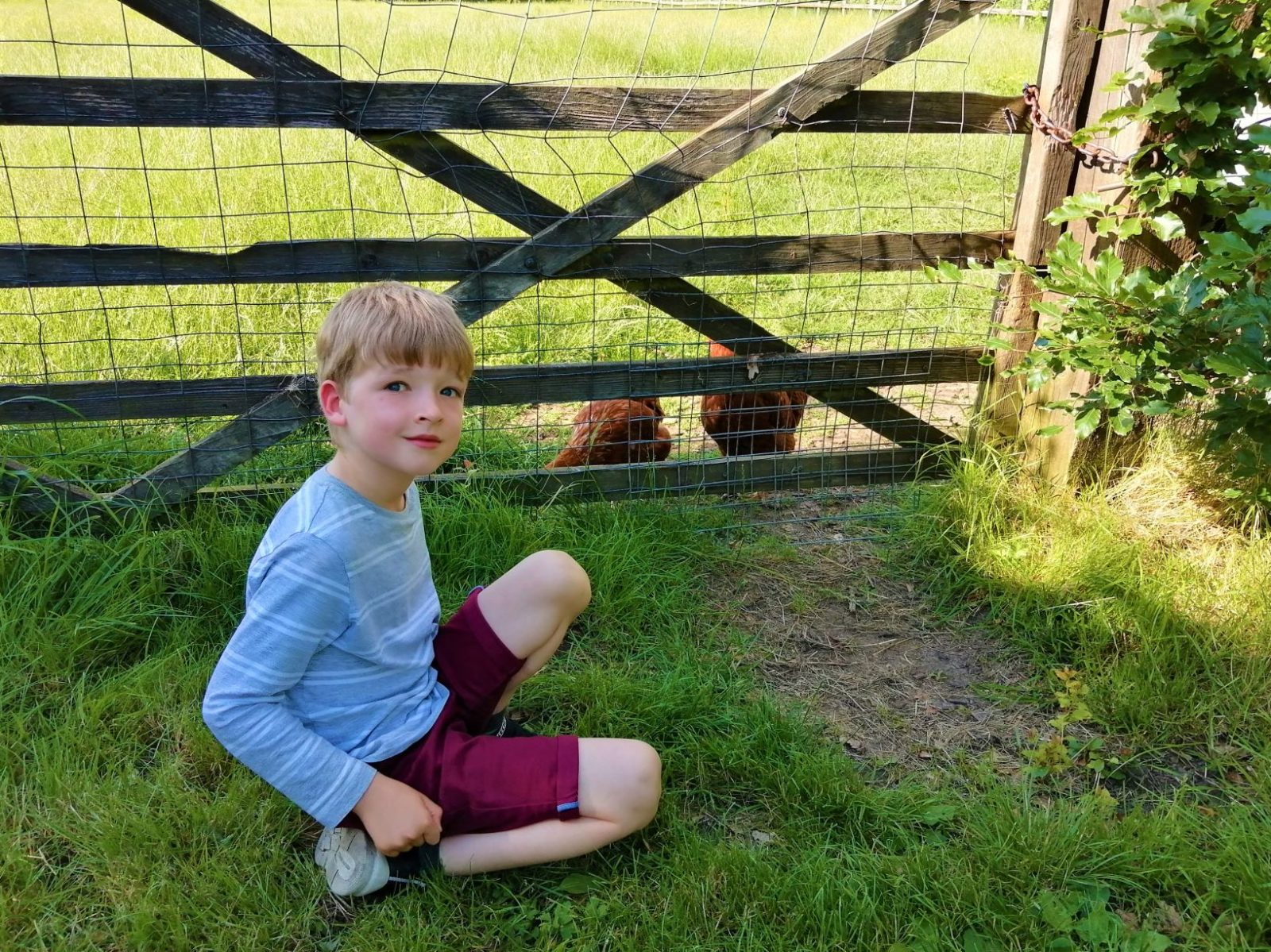 Monty Chickens Wassicks