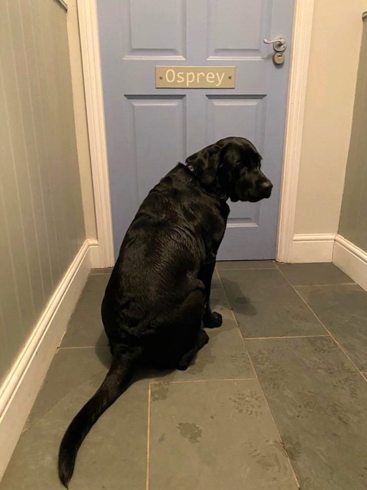 Osprey Sign Door Sky