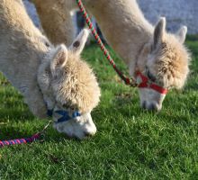Alpaca Holiday Cottage