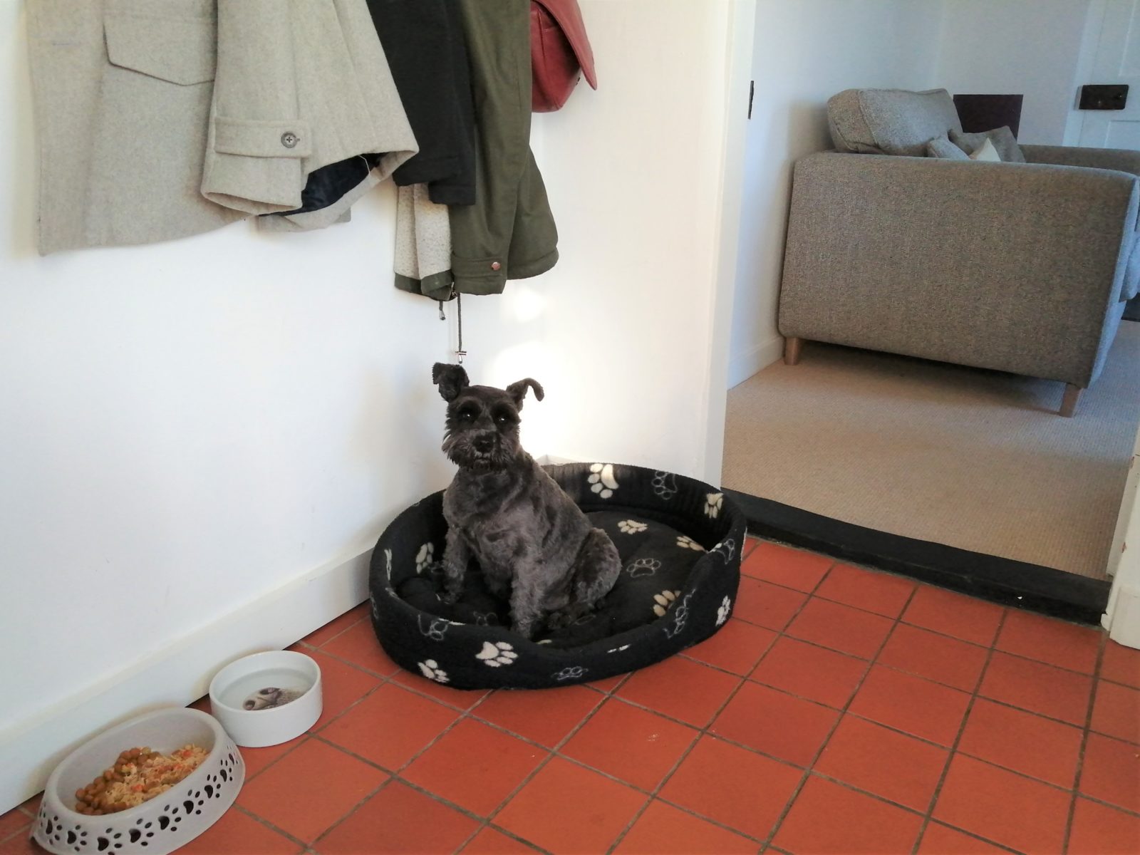 Dog bed 1 South Cottages