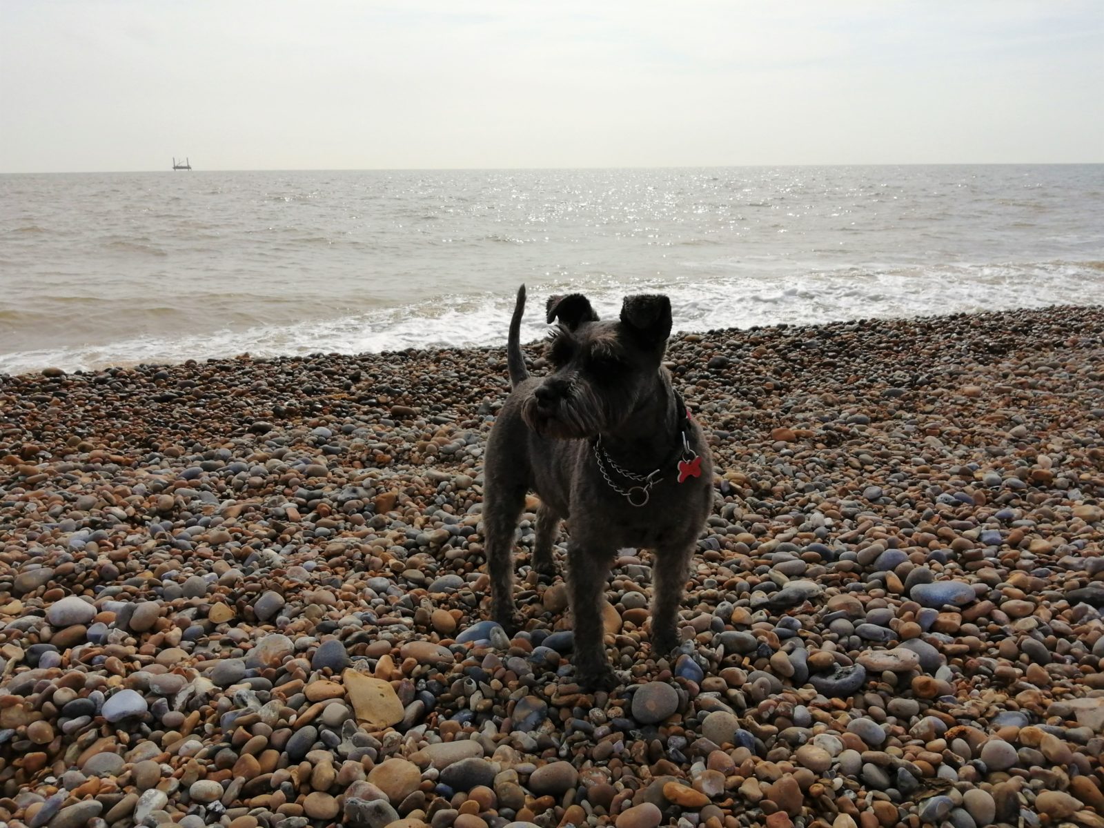 Dog Thorpeness Beach
