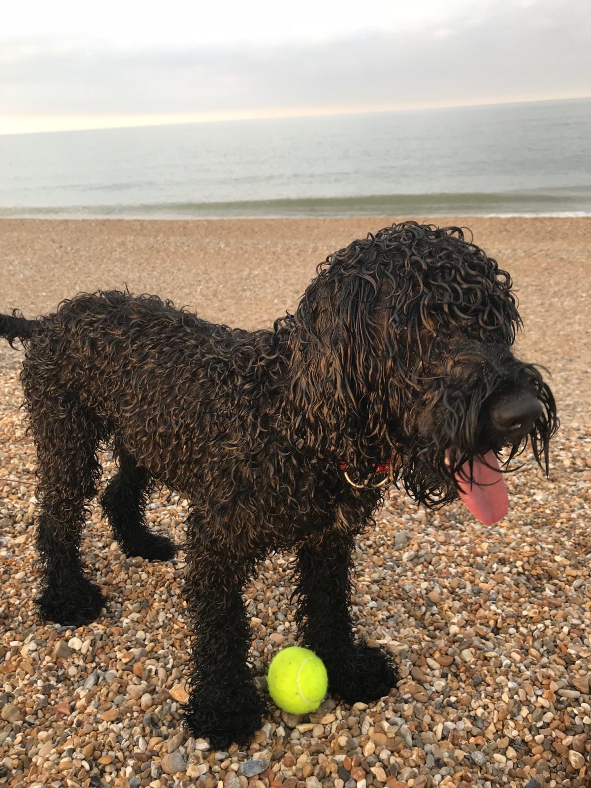 Dog on the beach at Dunwich