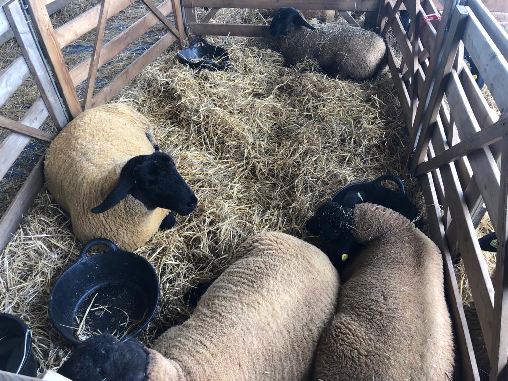 Sheep at the Suffolk Show