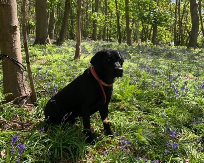 Dog Friendly Cottage Lavenham