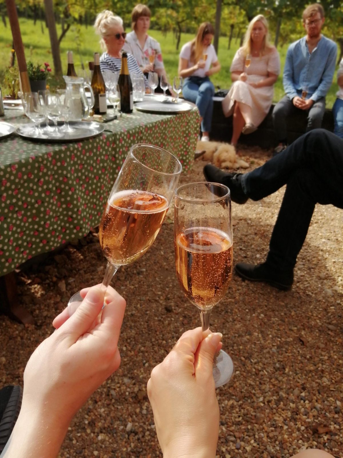 Vineyard Tour Valley Farm Vineyards