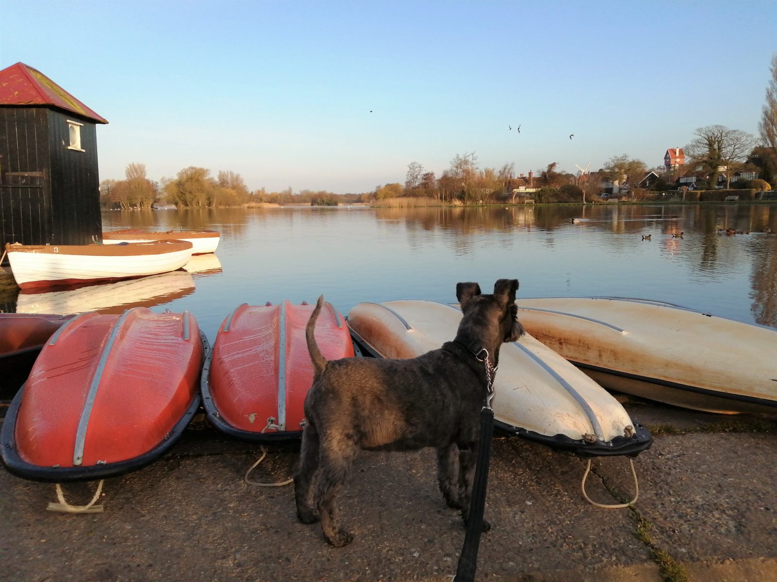 Thorpeness Meare Dog