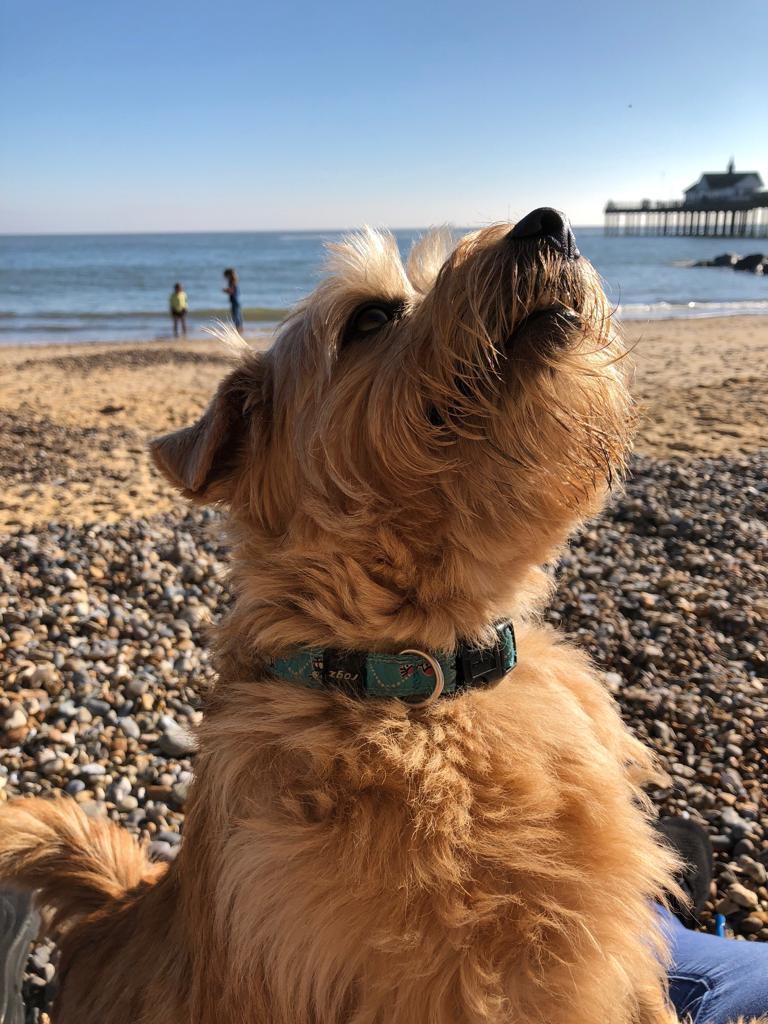 Dog friendly beaches Suffolk