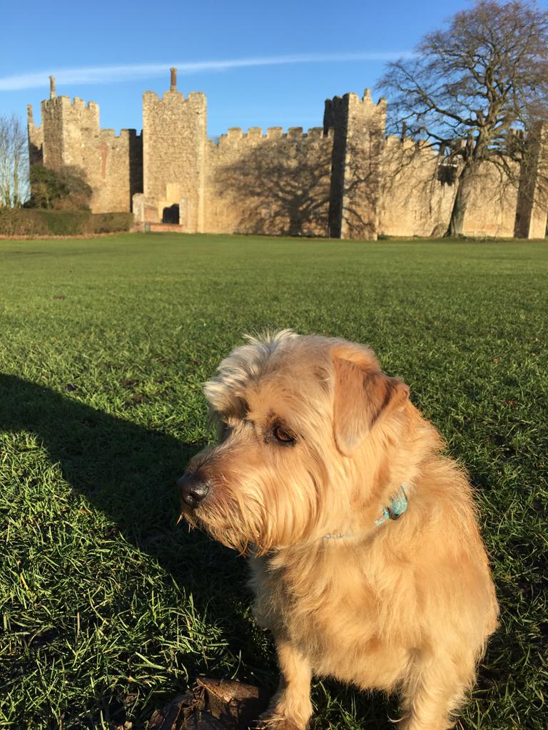 Dog Friendly Days out in Suffolk