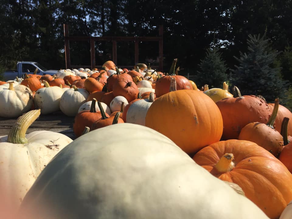 Wrentham Pumpkins October Half Term 2020