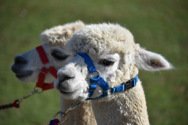 Alpaca Holiday Cottage Alpaca Holiday Cottage