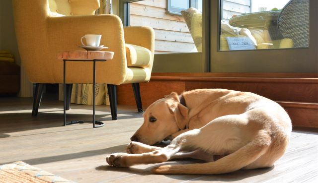 More dog friendly bookings at King George Penthouse Suffolk