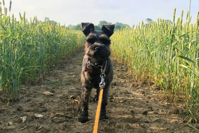 Dog Friendly Holiday Cottages Suffolk