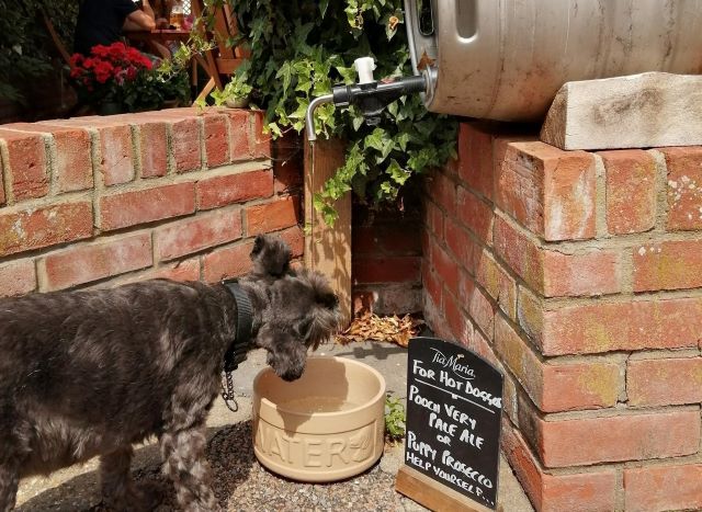 Dog Friendly Local Businesses Sufkolk